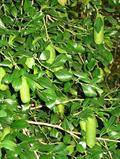 Citrus garroway